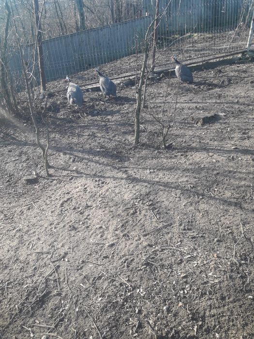 Vând curci și bibilici