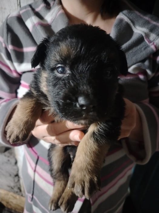 Продам щенков овчарки