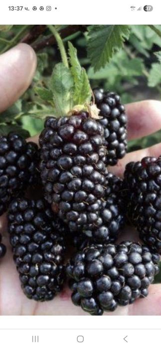 Разсад ягоди , малини и къпини