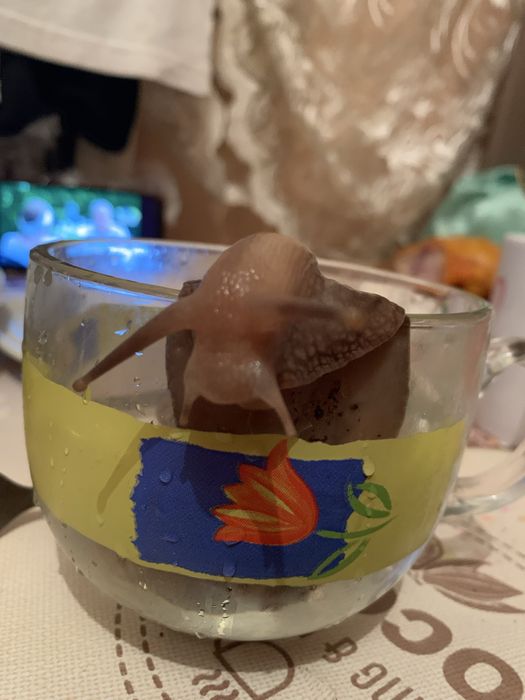 улитки ахатины в добрые руки