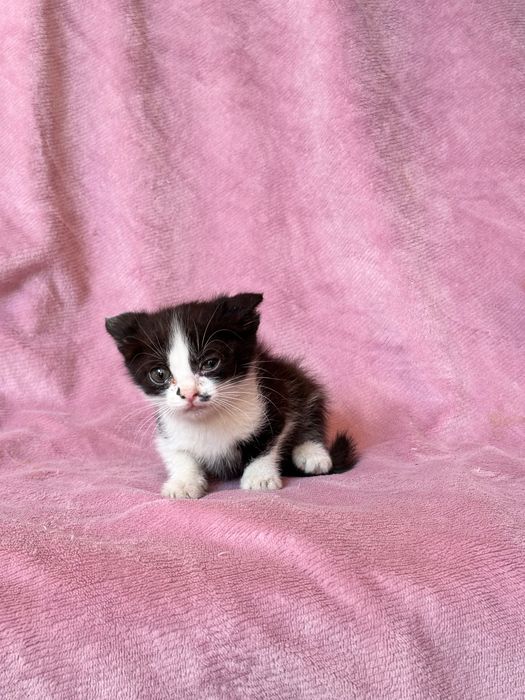 Котята приученные симпотяги