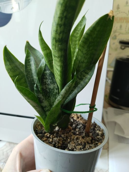 Продам сансевьерии