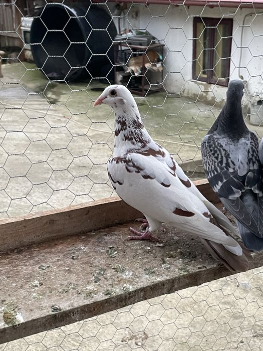 Vand/Schimb Porumbei voiajori meulemans