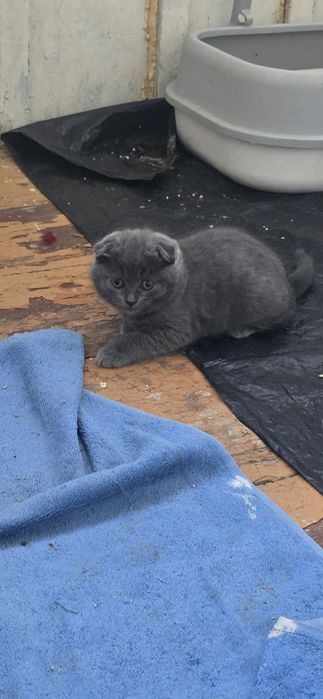 Parodaliy mushuk bolalari sotiladi