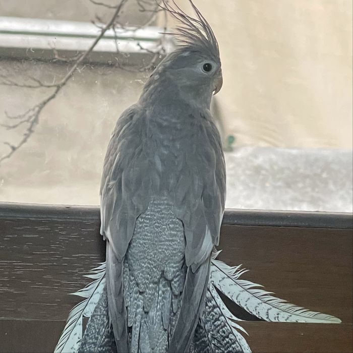 Пропал попугай корелла яшнабадский район