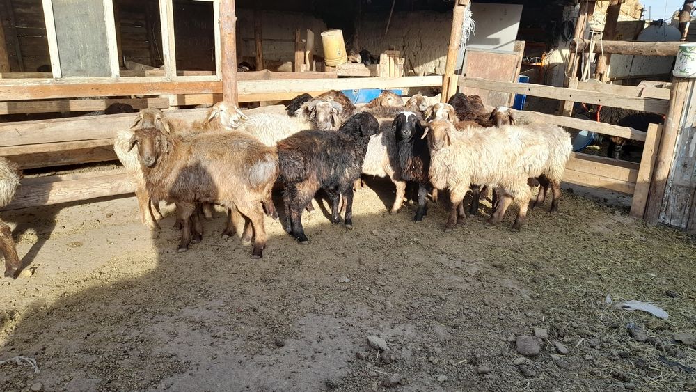 Кой кошкарлар  семіз 47000 саудасы бар