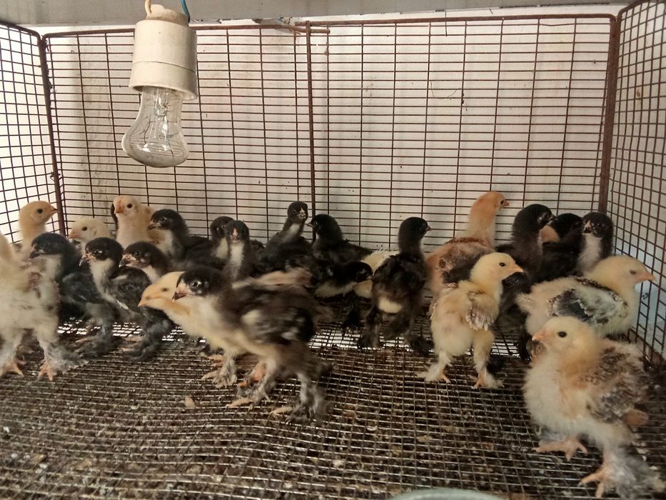 Брамы месячные суточные