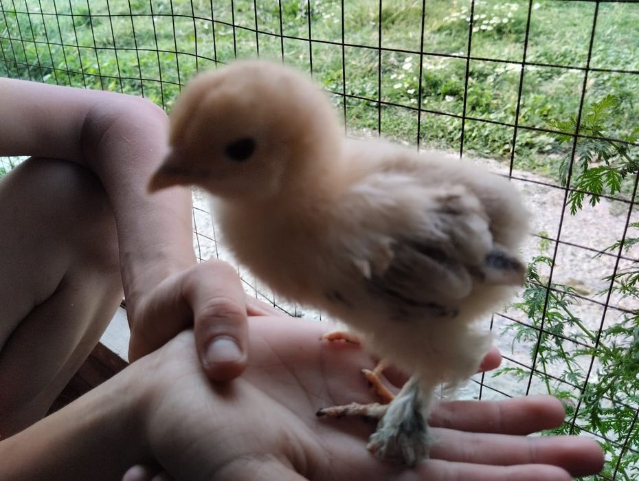 1 месячныеБрам цепленок оригинал