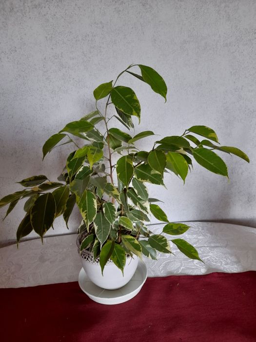 Продавам стайни растения БЕНДЖАМИН