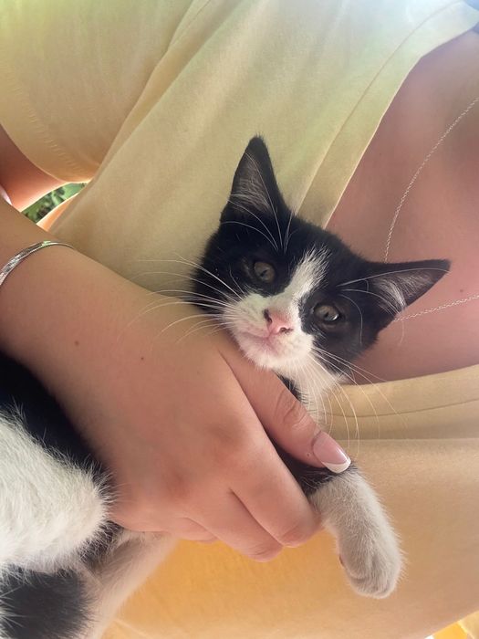 Pui de pisica spre adoptie