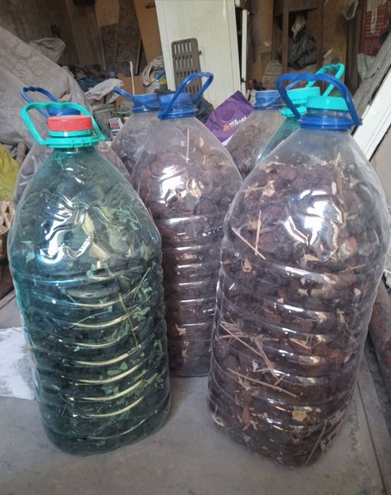 Урик коки бор Абрикосни тушак ест