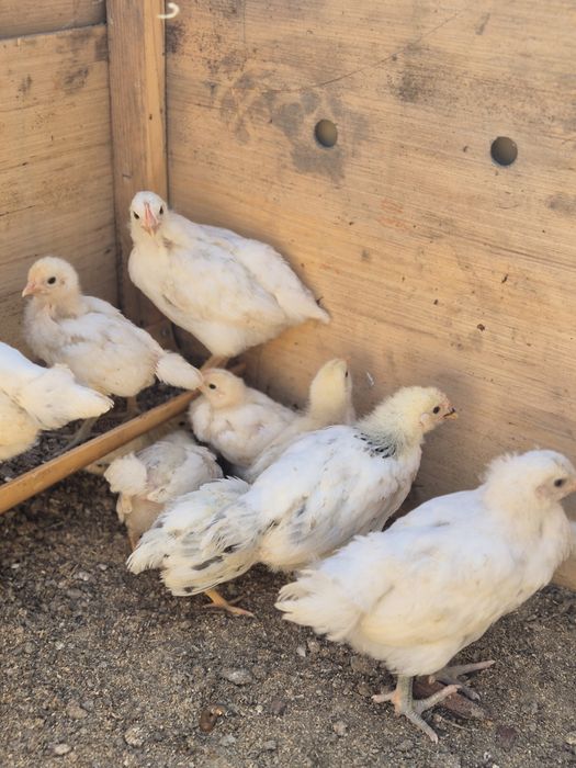 Продам домашних  цыплят