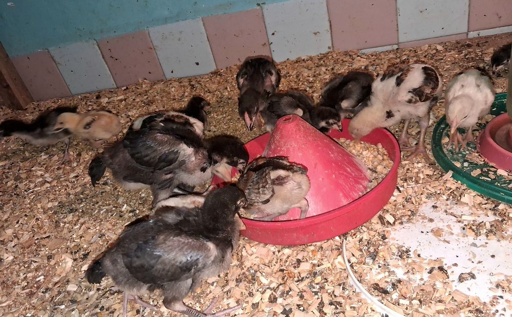 Продам бойцовых цыплят