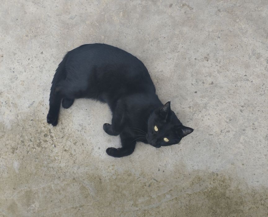 Отдам даром: 2 кошки и 1 кот