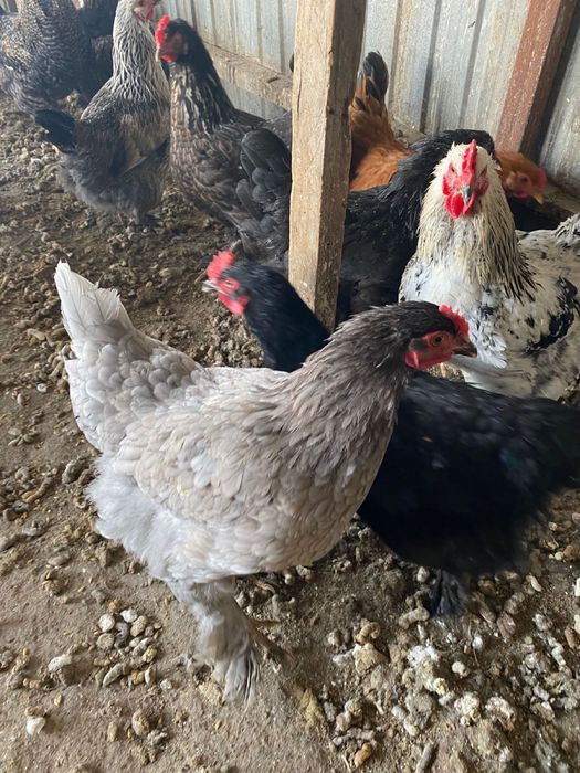 Инкувационны яйцо