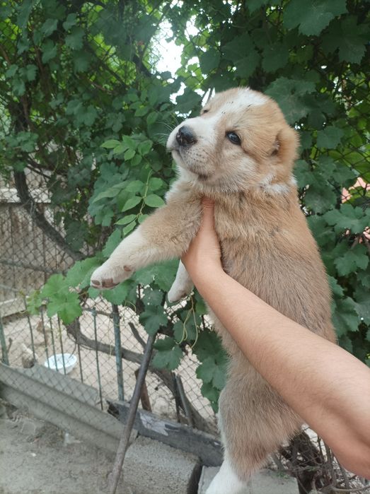 Продаются щенята порода алабай 37 дней