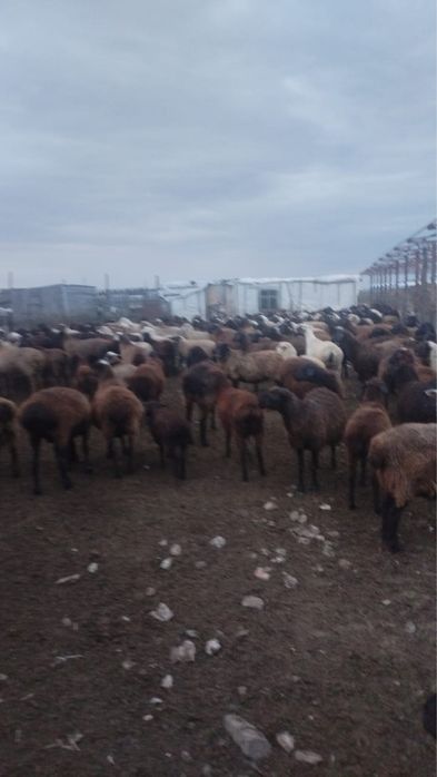 Продам баранов оптом на выбор