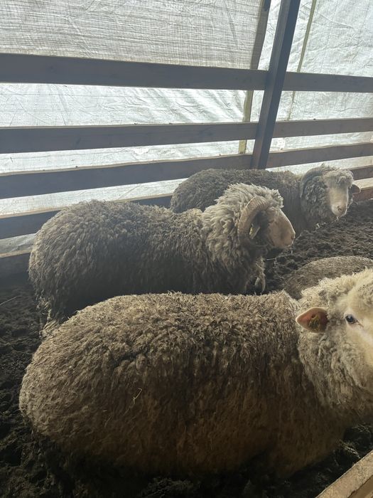 Продам жирных баранов