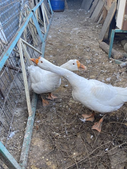 Продам гусей мальчик и девочка выывыыыыыыыыы