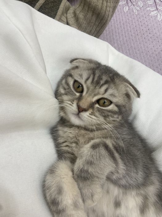 Котенок вислоухий