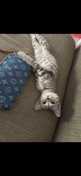 Отдам котенка в добрые руки, мальчик