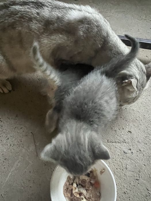 Котята в хорошие руки
