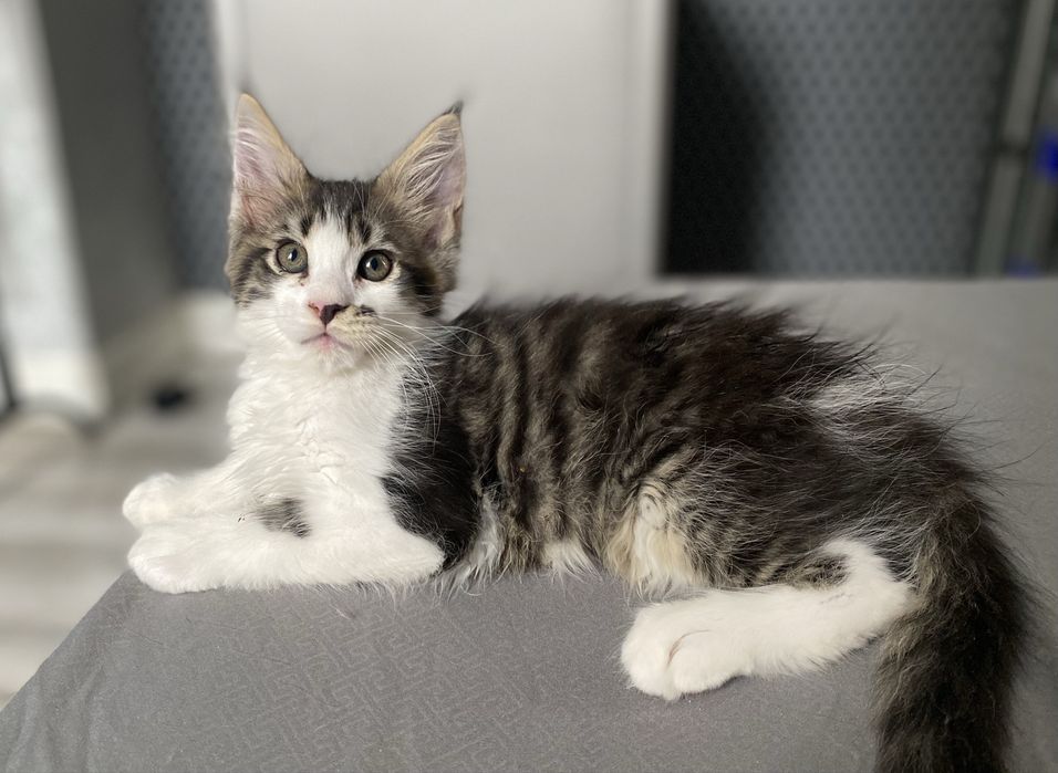 Мейн куны в Астане клубные с документами