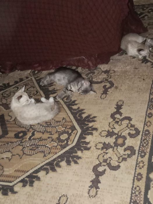 Котята бесплатно