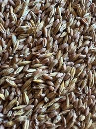 Продается Ячмень