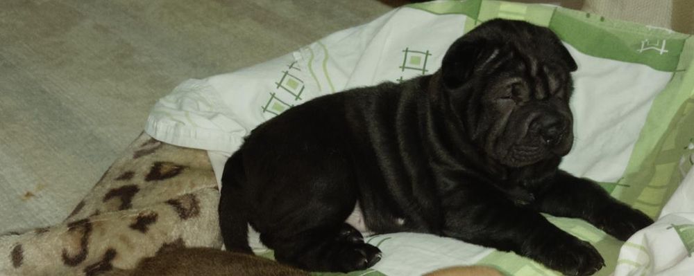 Продажа шарпей Чистокровные