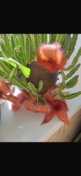 Продам цветы комнатные