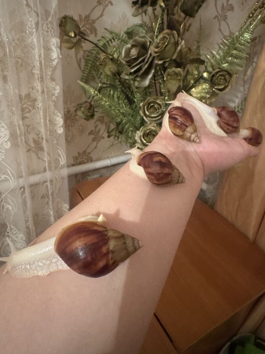 Продам улитки Ахатины