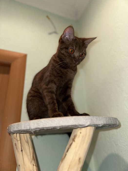 Британка прямоухая