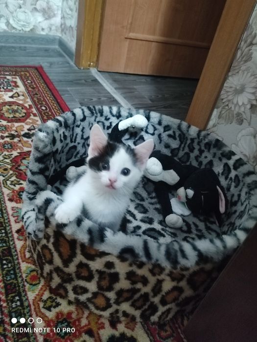 Лежанка для кошек и собак