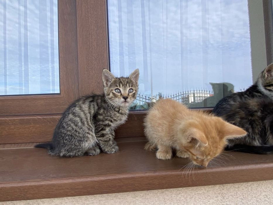 Ofer spre adoptie 5 pui de pisica, in varsta de 2 luni