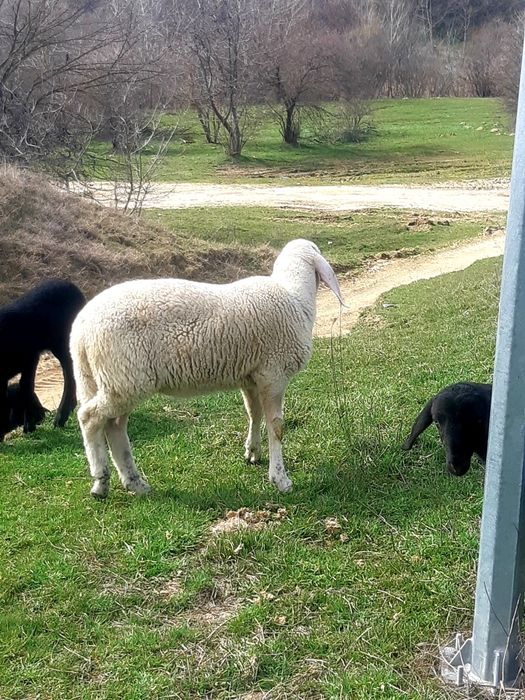 Miei de vanzare pentru mai multe detalii la telefon la telefon