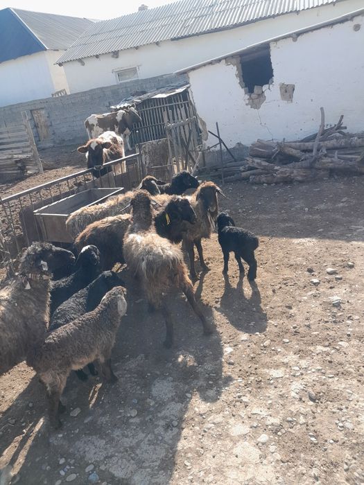 Қозлы қой сатылады