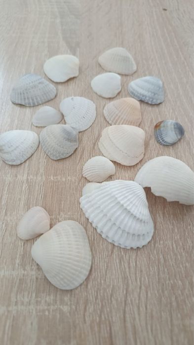 Продам улитки 400 тг ракушки в подарок