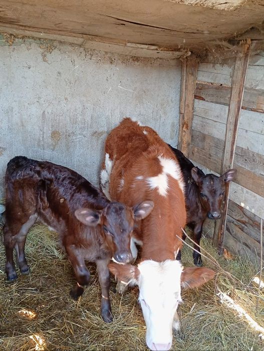 Vițel baltat de vanzare