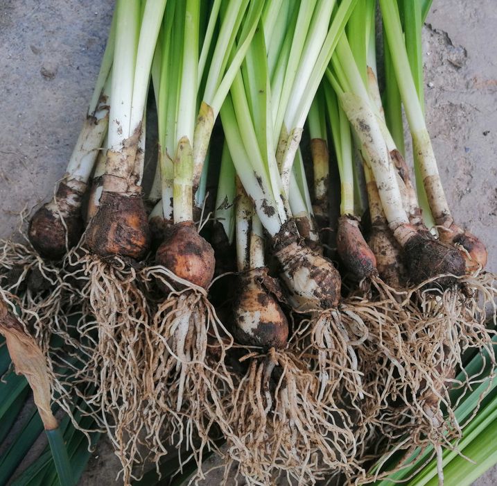 Луковици Нарциси