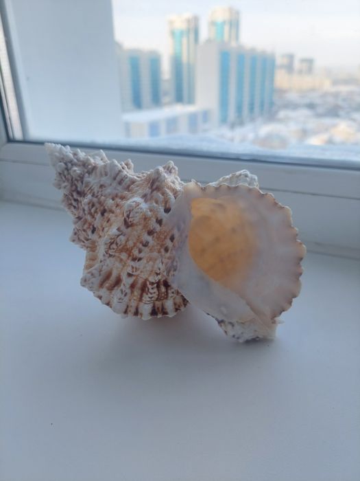 Морская ракушка.