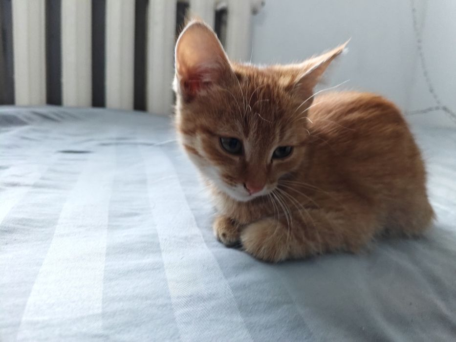котёнок + сумка в подарок
