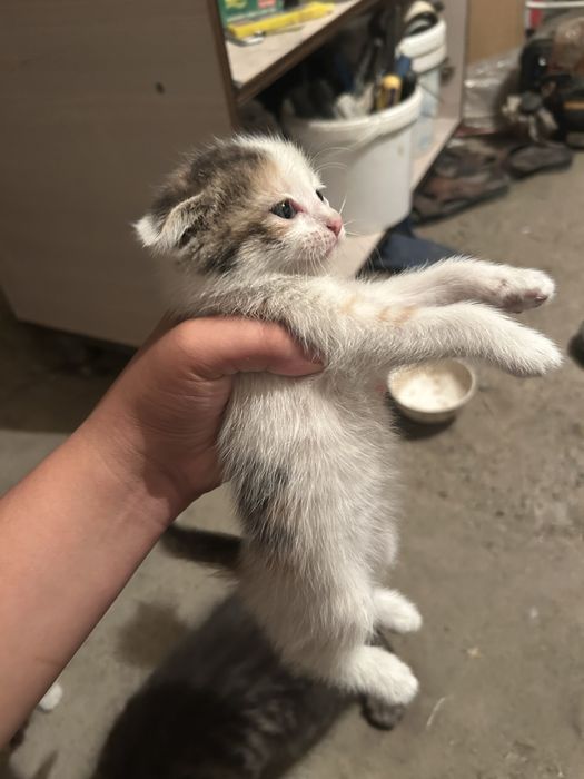 Котята веслоухие