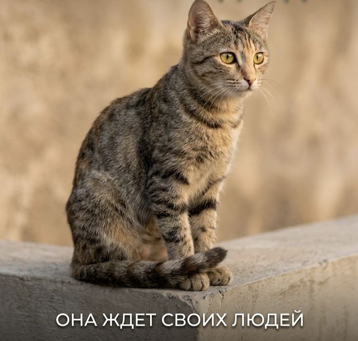 Кошечке очень нужна семья!