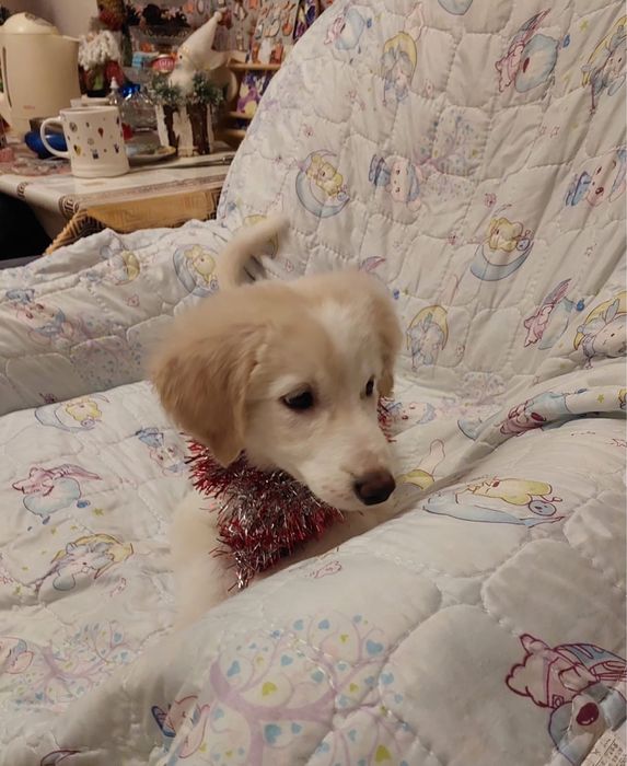 Отдам щенка девочку!