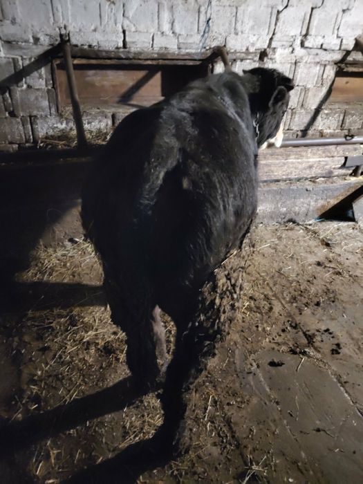 Vand tauras ,detalii mai multe o sa primiti la nr de telefon 074337543