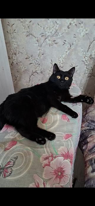 Милый добрый котик Басик в добрые руки!