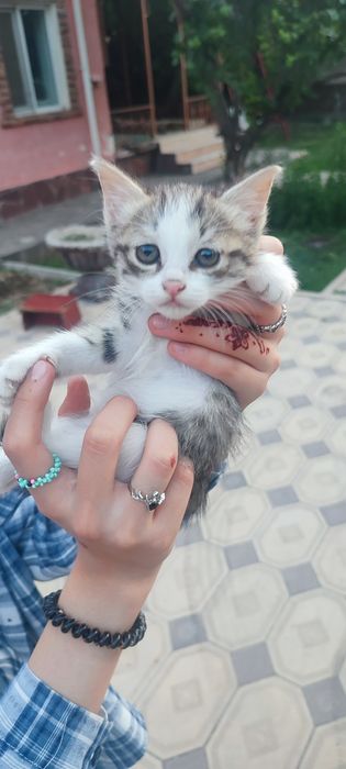 Отдам котят бесплатно в добрые руки