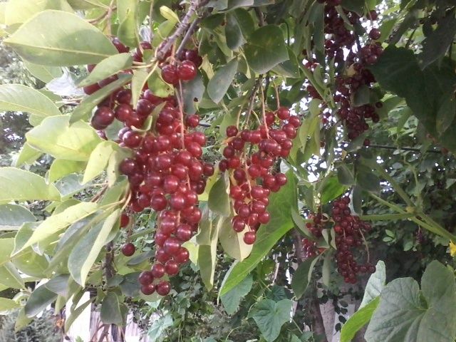 Продам саженцы