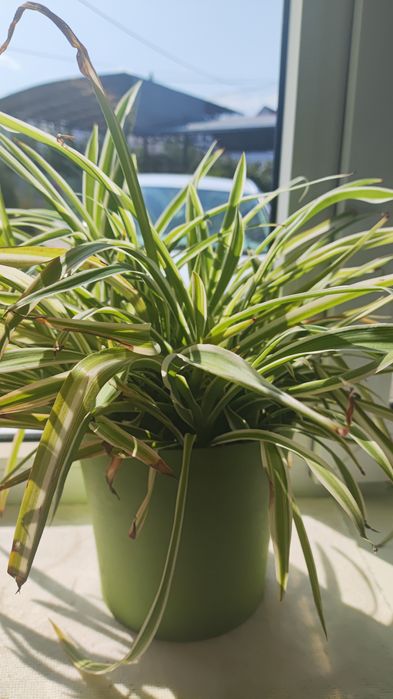 Взрослые комнатные растения